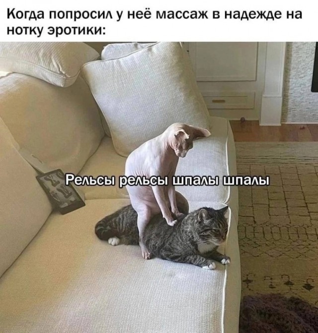 К котовторнику: подборка картинок-баянов с котиками и про котиков. Выпуск 22
