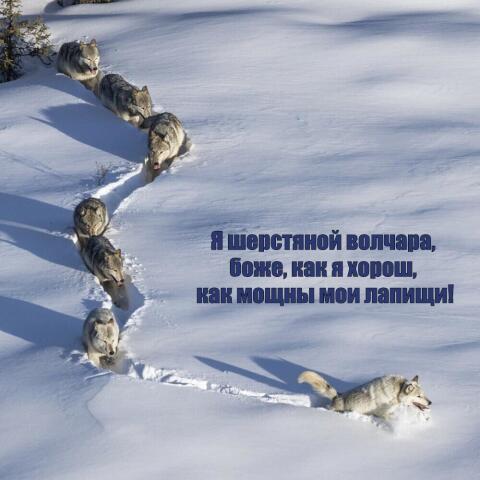 Пёс и снег