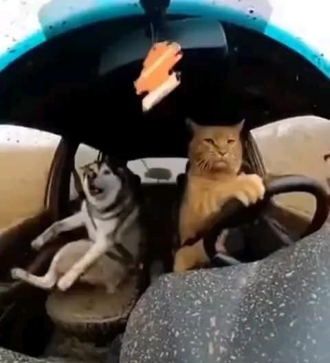Барсик купил автомобиль