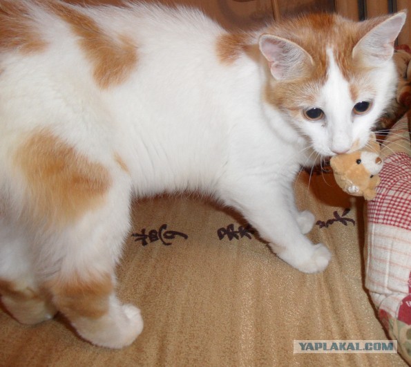 Котовторник  10.12.2013
