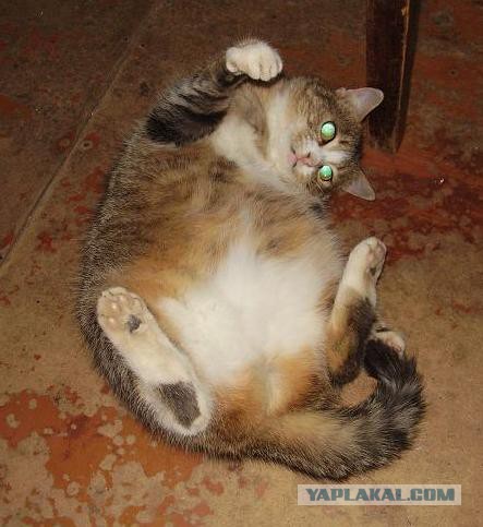 Котовторник 18.03.2014