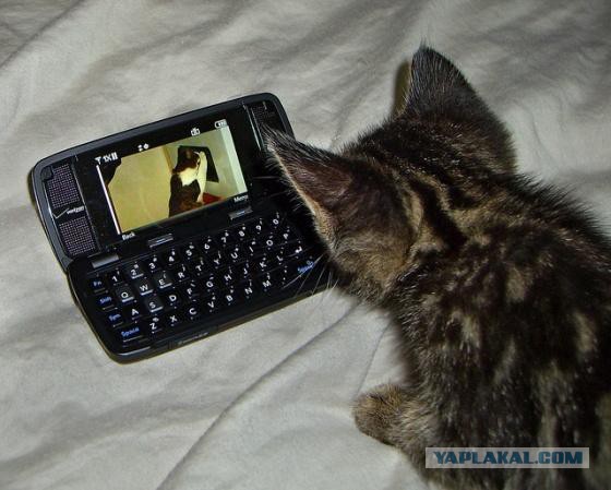 С Котовторником!