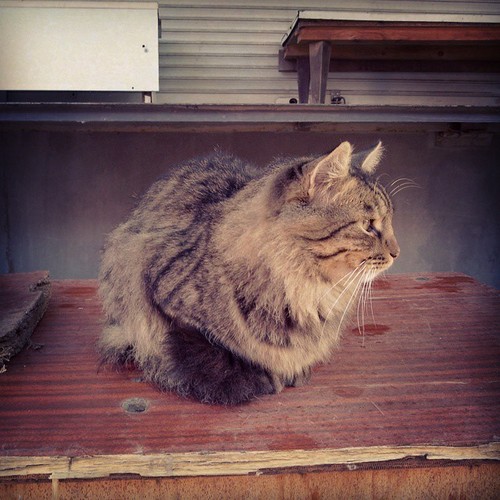 Котовторник 21.10.2014