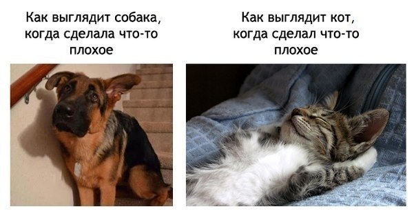 20 самых известных котов в интернете.