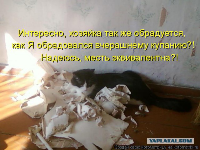 Кошачий Hardcore