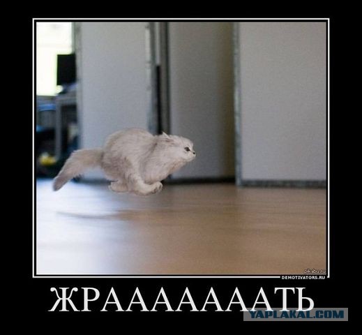 Весёлое из сети