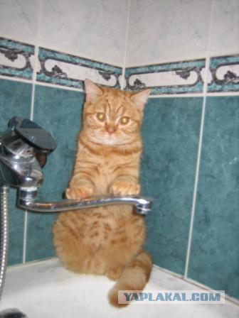 Котовторник
