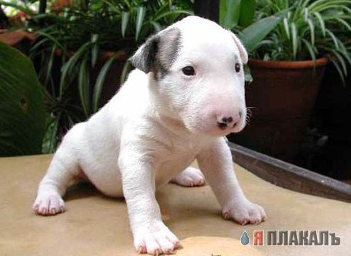 СОБАКИ и ЩЕНКИ. Все про собак!