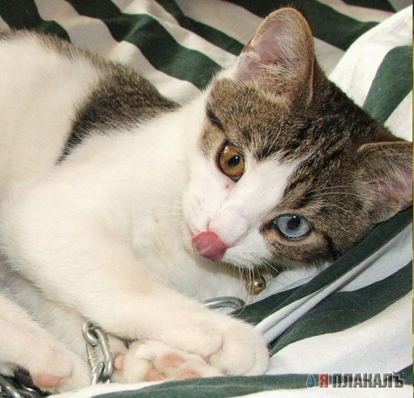 Коты, кошки, котята