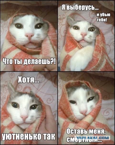 Мой кот, мои правила!
