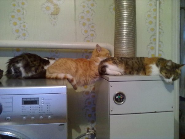 Демы к котовторнику!