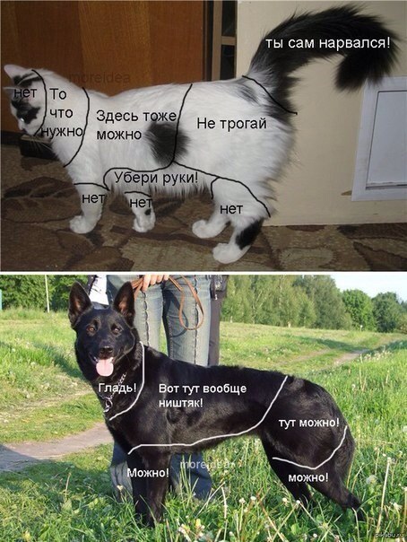 Мохнатые беспредельщики