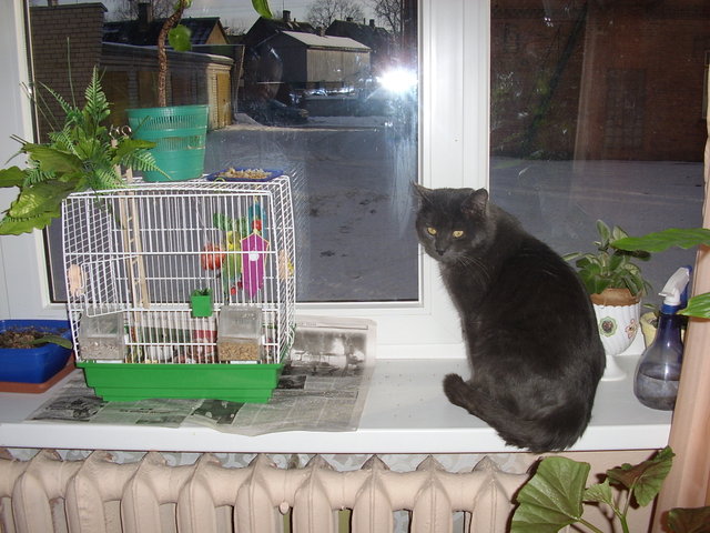 Котомет на вторник (18.12.2007)