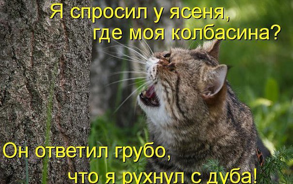 Прикольные животные