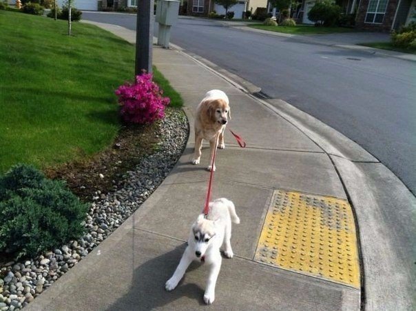 Прикольные животные