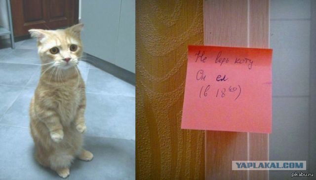 А ты не забыл покормить кота?!