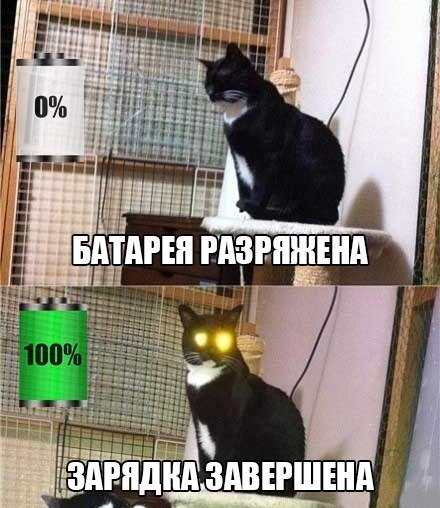 Коты из сети