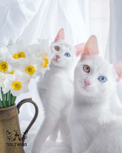 Коты из сети