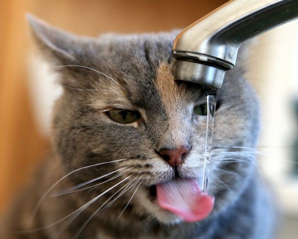Коты из сети
