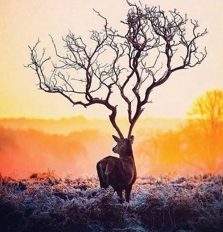 Самые смешные животные
