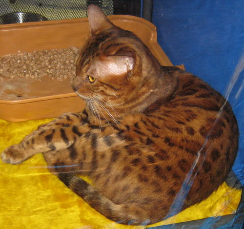 Коты из сети