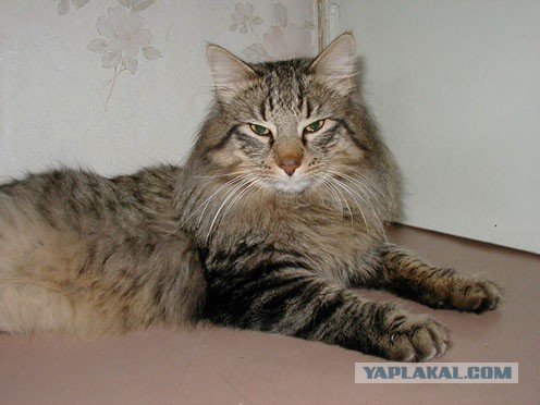 Добрее к кошкам!