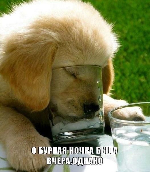 Подборка забавных животных
