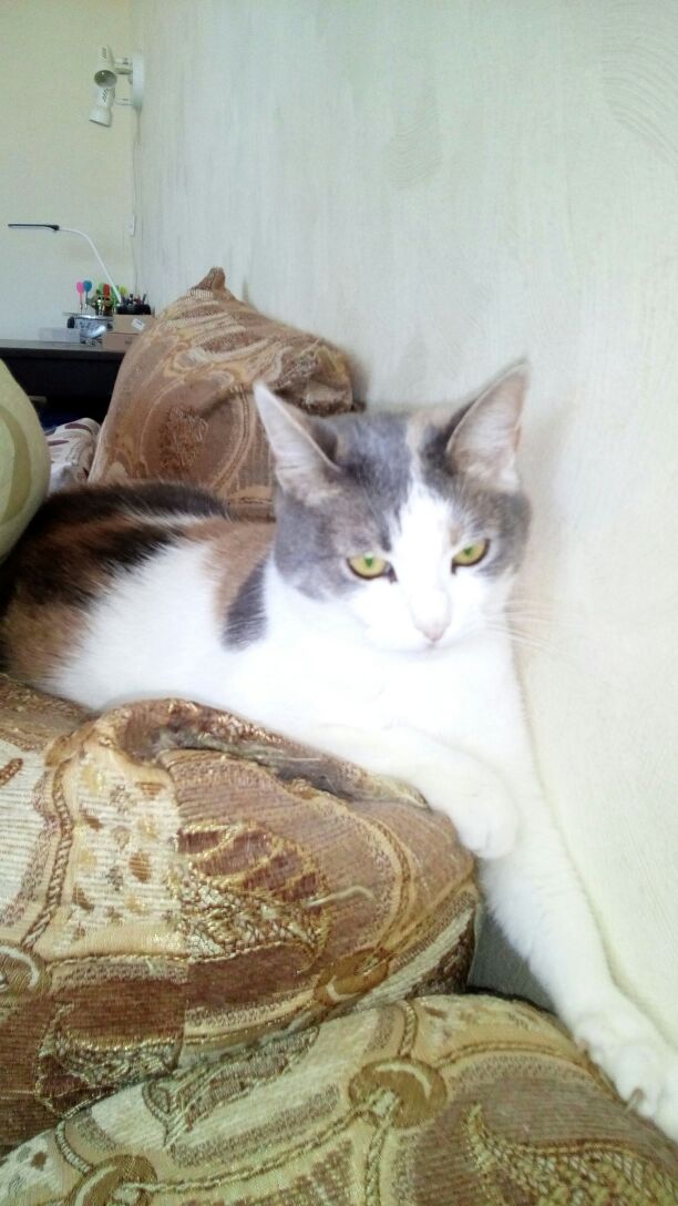 Котовторник 1.08.17
