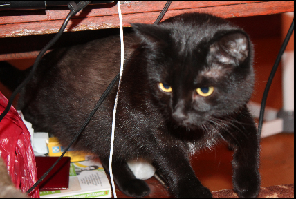 Коты и Кошки