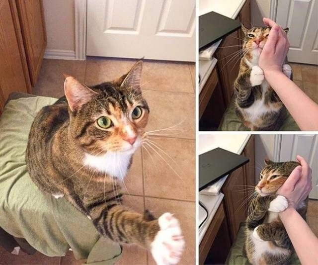 Коты и Кошки