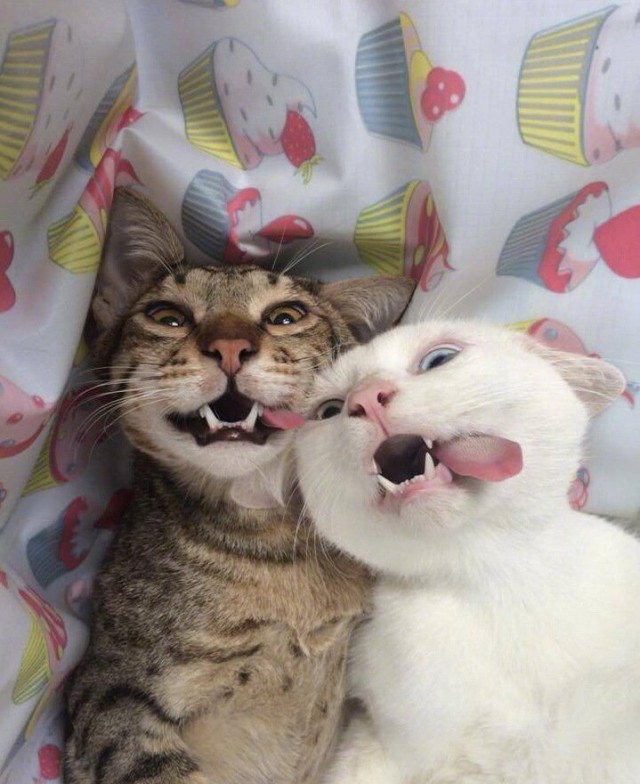 Прикольных котов пост
