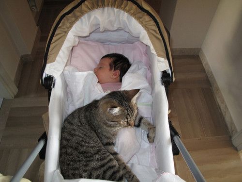 Прикольных котов пост