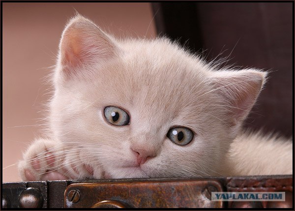 Даёшь Котовторник на ЯПе! (29.07.08)