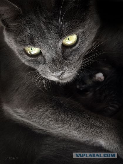 Котовторник на ЯПлакалъ
