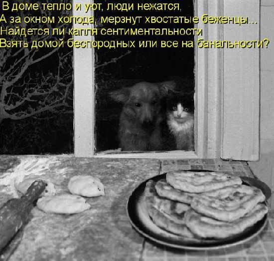Устами котов