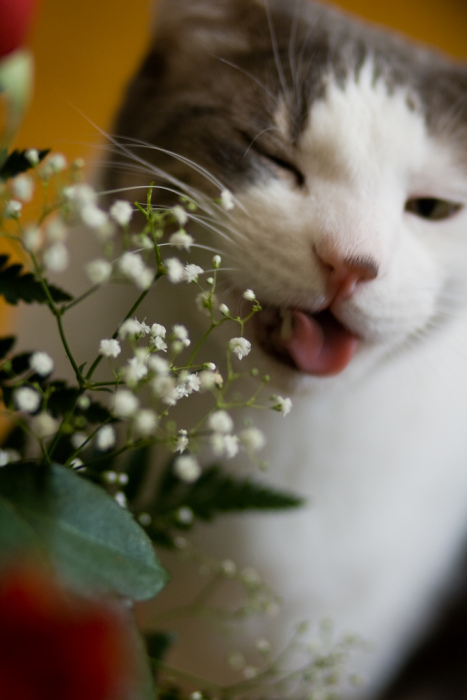 Котовторник, Весна, Цветы!