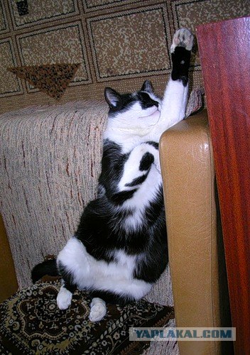 Кошачий язык