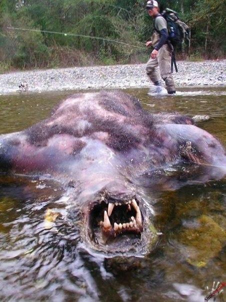WTF: что тут происходит?