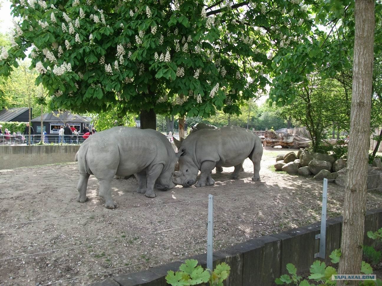 Зоопарк в ростове на дону