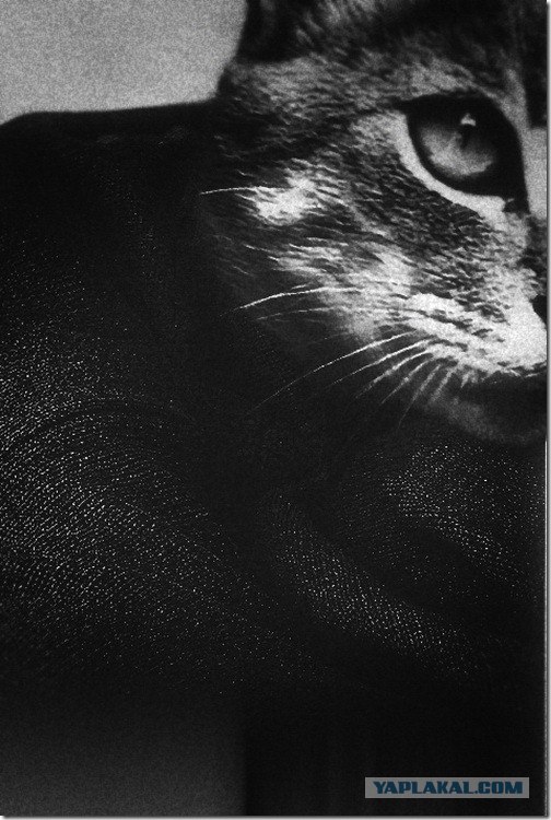 Супер-котофото на котовторник
