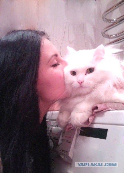 Котовторник (начало в супермаркете!)