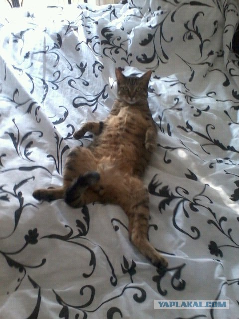 Котовторник! 08.11.11