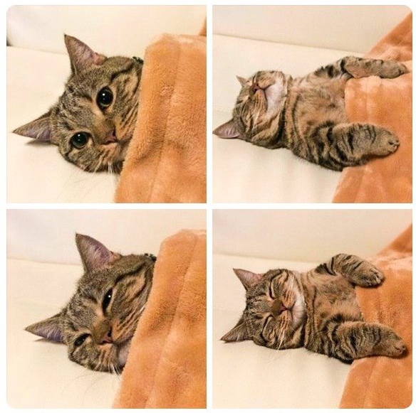 Прикольных котов пост