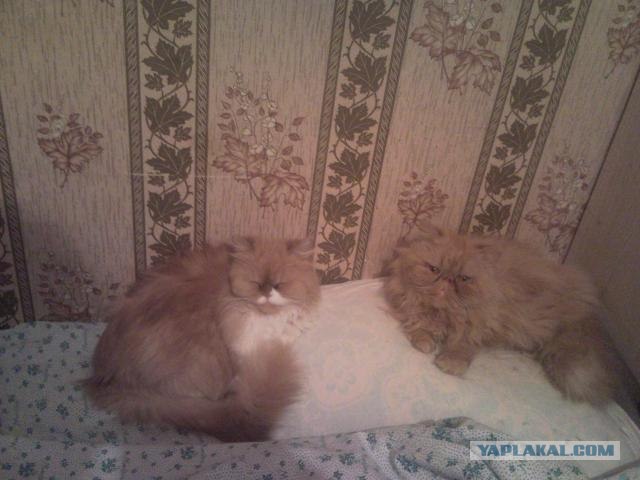 Котовторник 11.09.2012