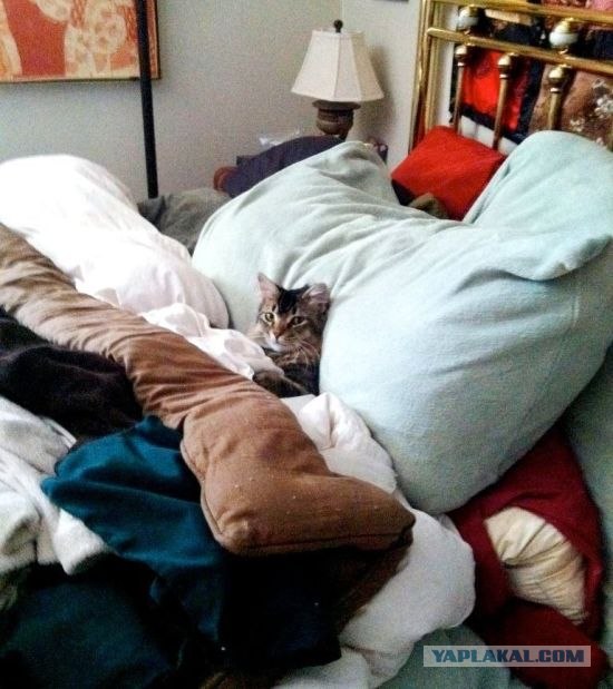 Лучшие друзья навсегда