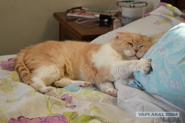 Котовторник 26.02.2019