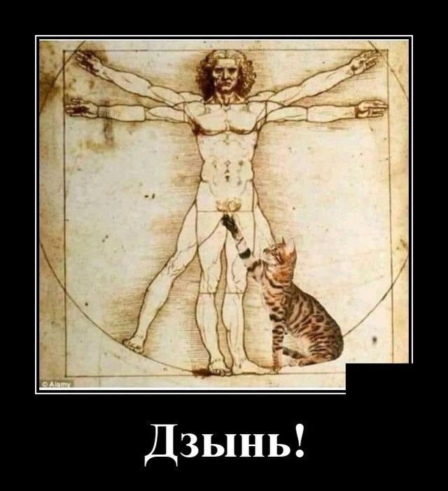 Картинки с надписями и коты, много котов