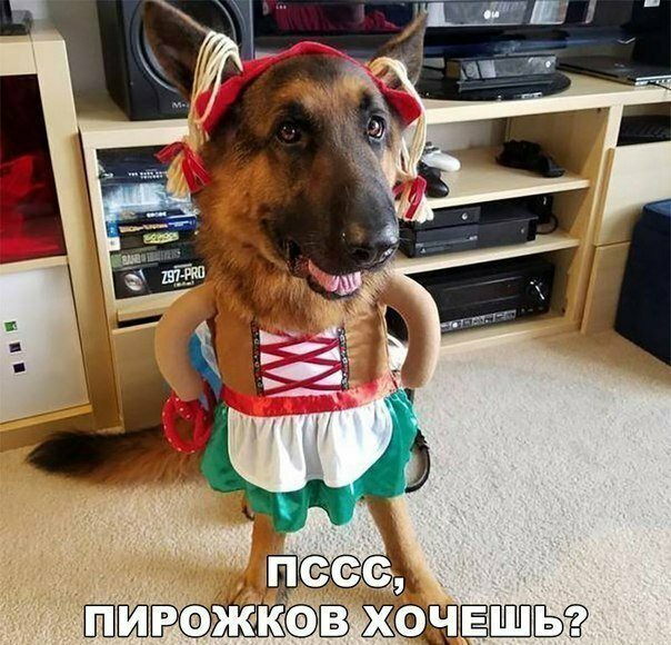 Анекдоты, соц-сети и картинки с надписями