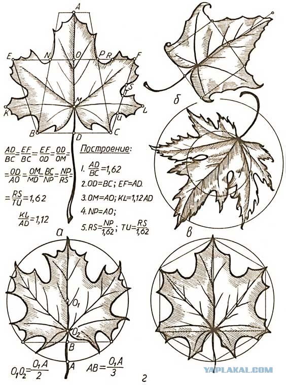Чертеж листьев. Золотое сечение кленовый лист. Золотое сечение лист дерева. Лист по Золотому сечению. Листик золотое сечение.