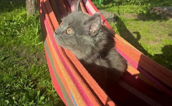 Забавные картинки с котами из сети